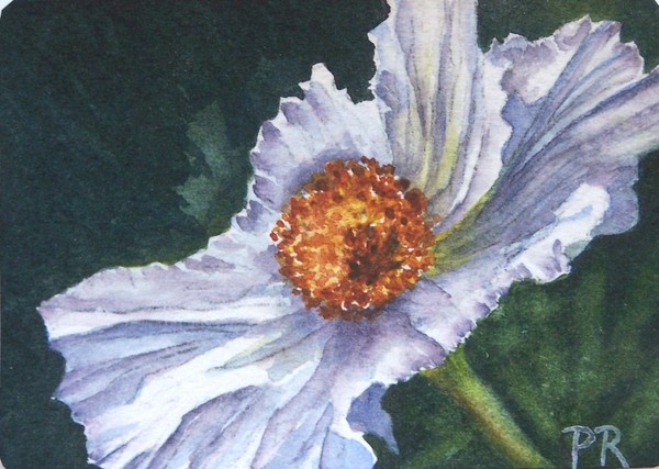 White Poppy