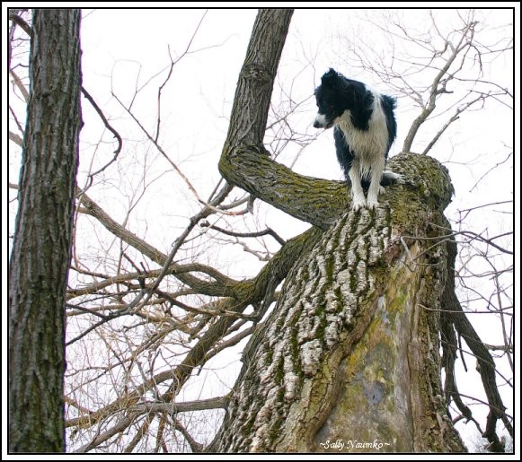 Catlike Agility