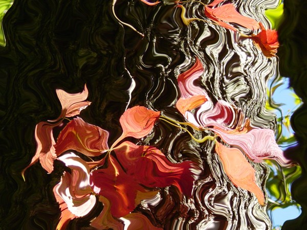 Leaves in the Stream