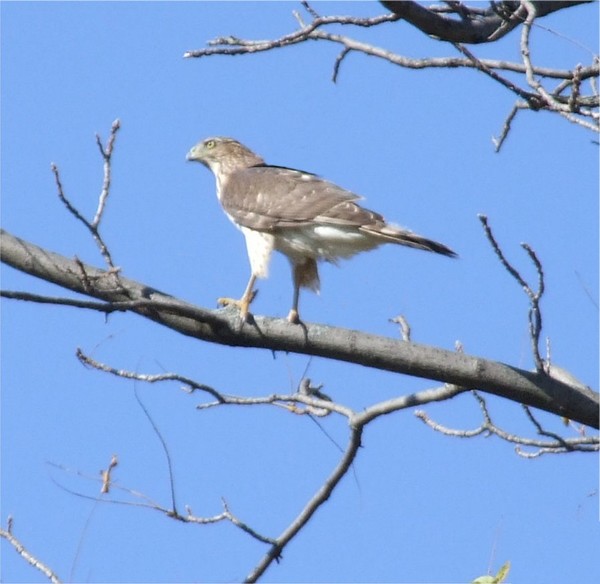 The Hawk