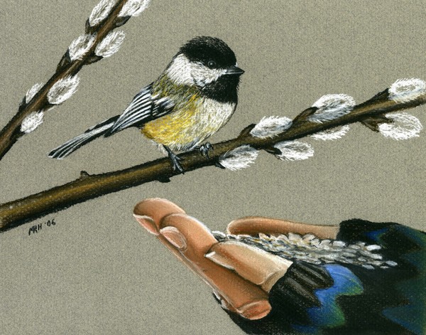 Spring Chickadee