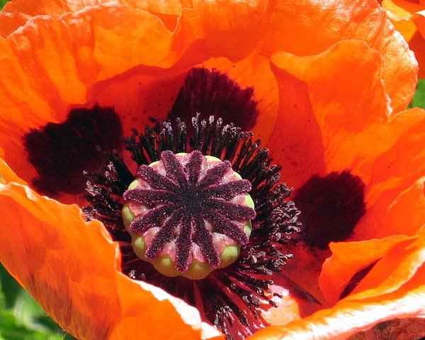 Poppy Heart