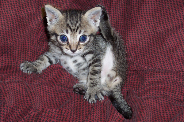 Stray kitten we found in the road