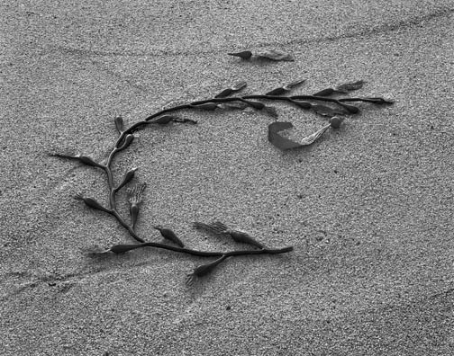 Kelp