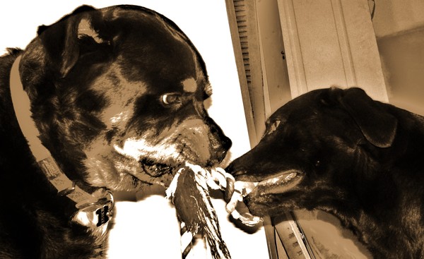 Tug o' War