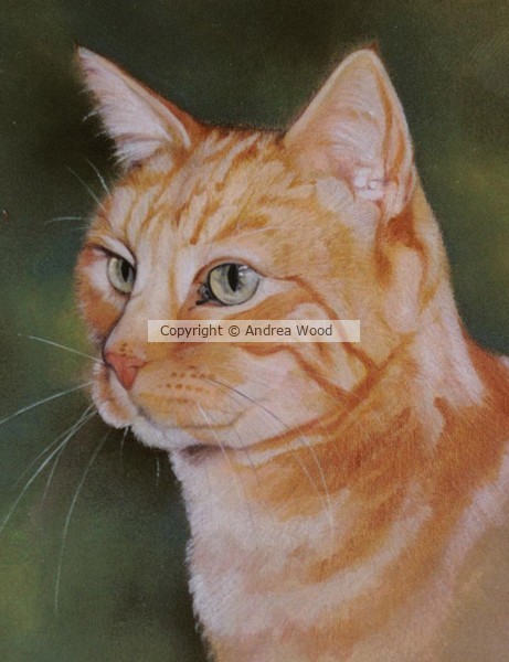 Ginger cat