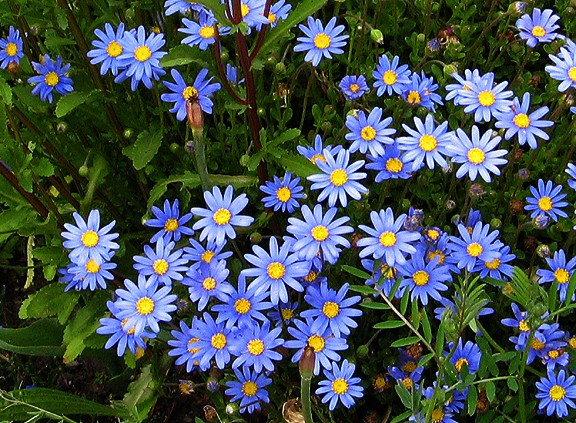 Caboodle of Blue