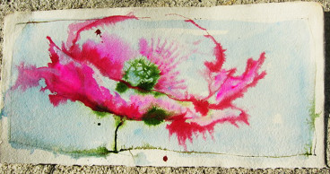 horizontal pink popppy