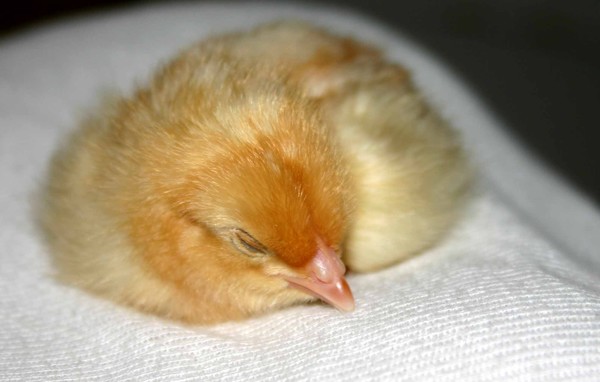 New Life at Easter