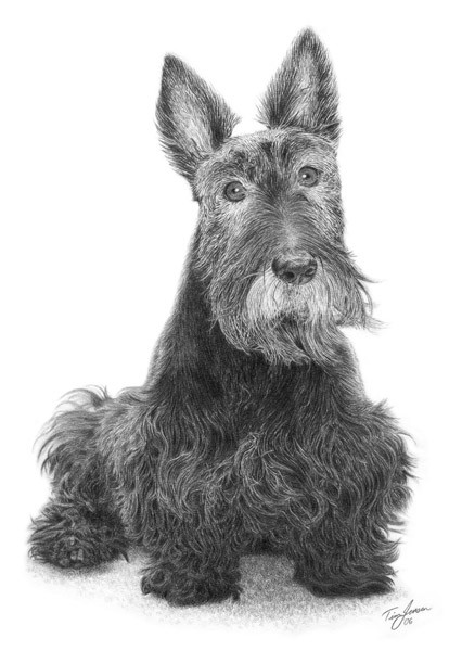 Scottish Terrier