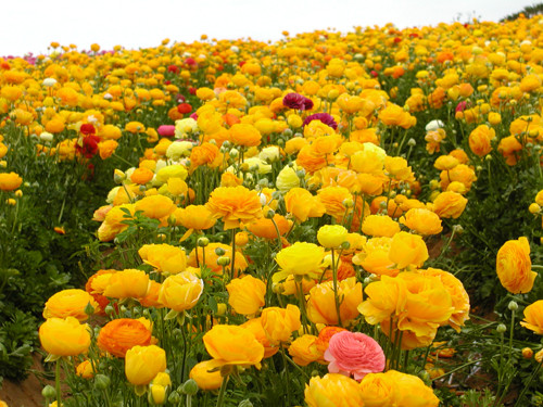 The Flower Field 02