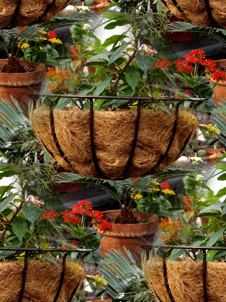 Green House Baskets (Two)