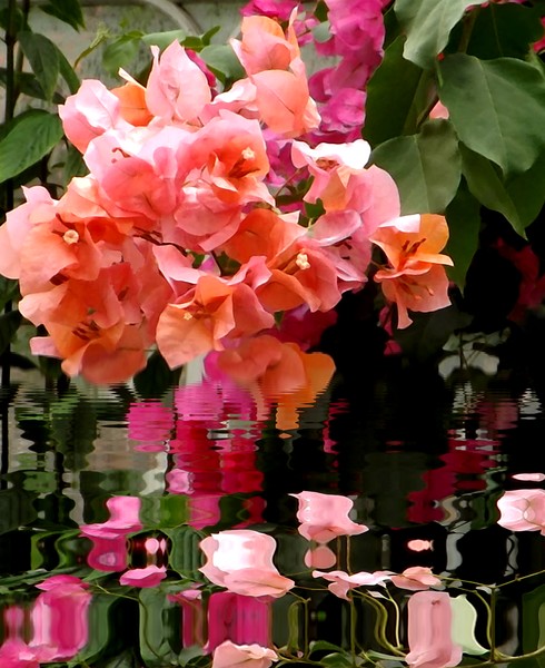 Pretty Pinks On The Pond