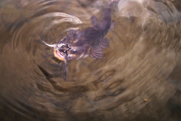 CatFish