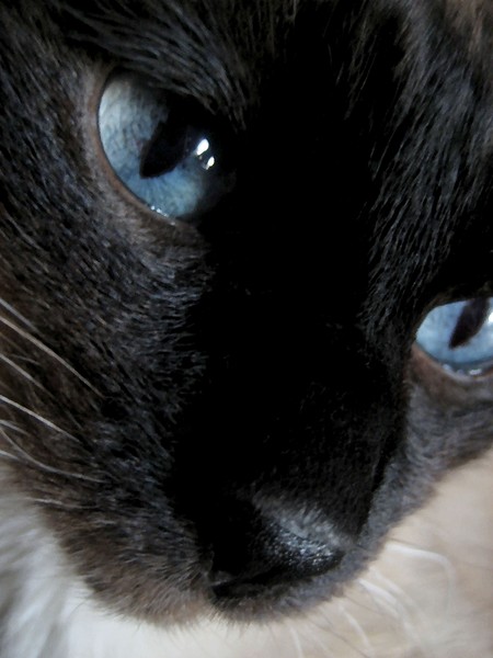 Blue Eyes