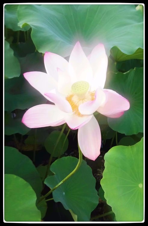 shining lotus