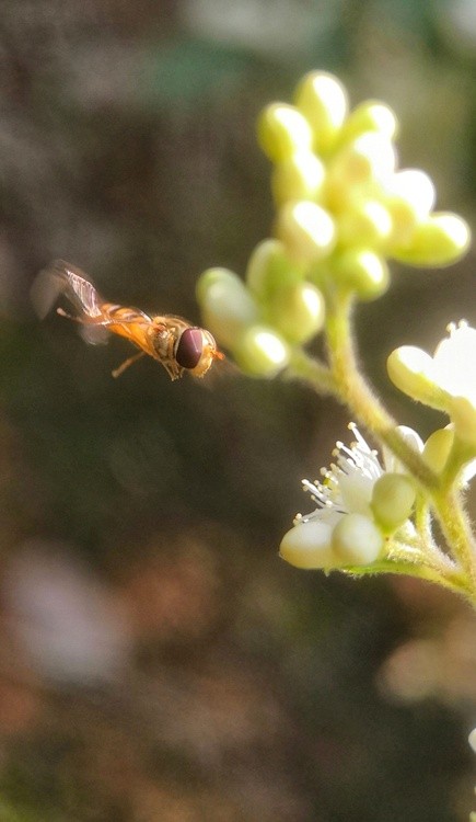 flying to flowers