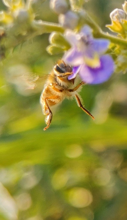 bee ballet