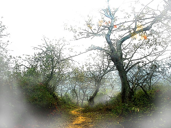 path in woods