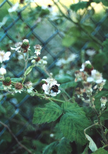 Flight of the Bumblebee