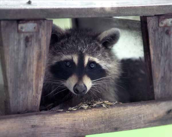 Bandit
