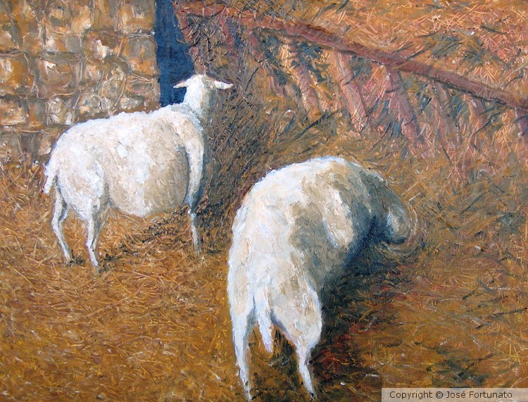 Ovelhas de Aljustrel