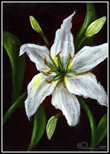 White Lily