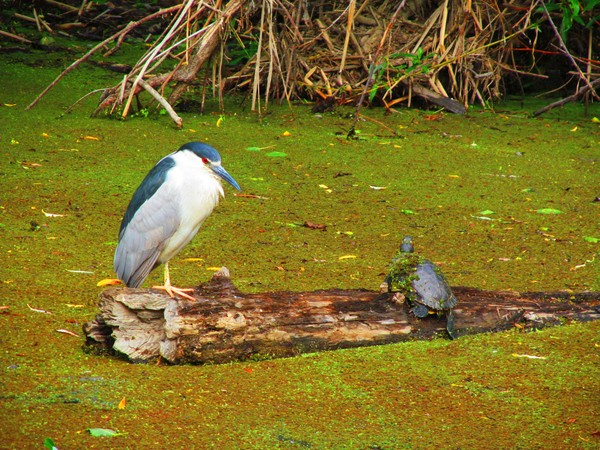 Heron with Tortoise
