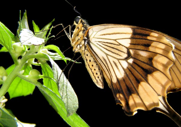 butterfly I