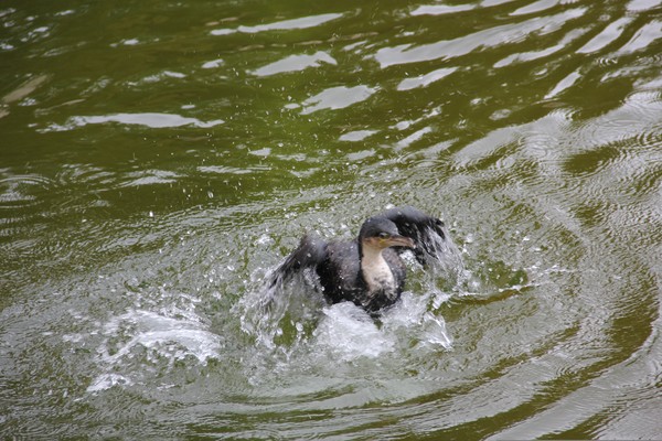 splish splash I was taking a bath