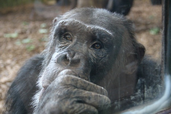 The Thinker