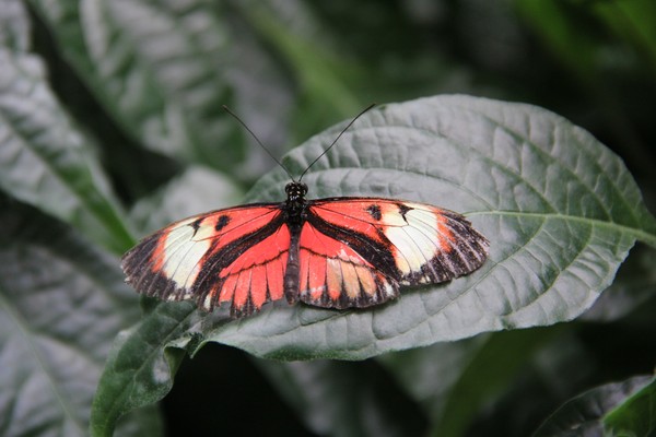 Piano Key Butterfly