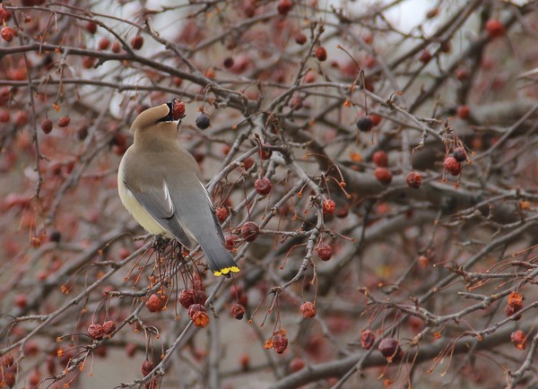 Cedar waxwing having hard time swallowing