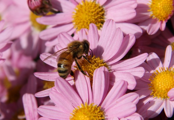 honey bee very close on wild pink daisylike flower