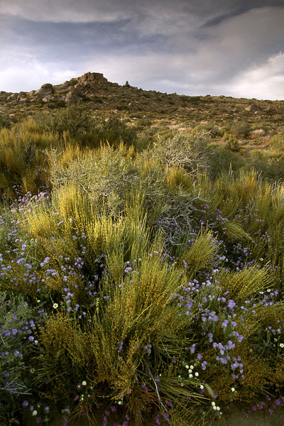 A Natural Bouquet of Flowers