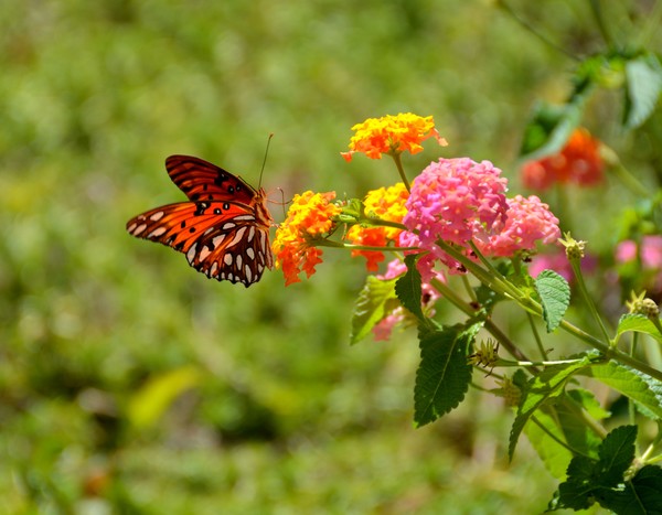 Gulf Fritillary Butterfly