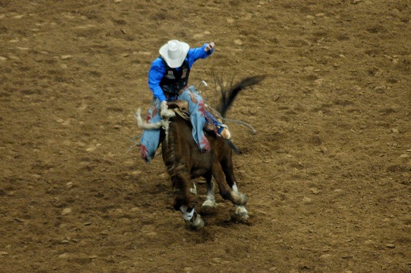 Brown Bronc 5