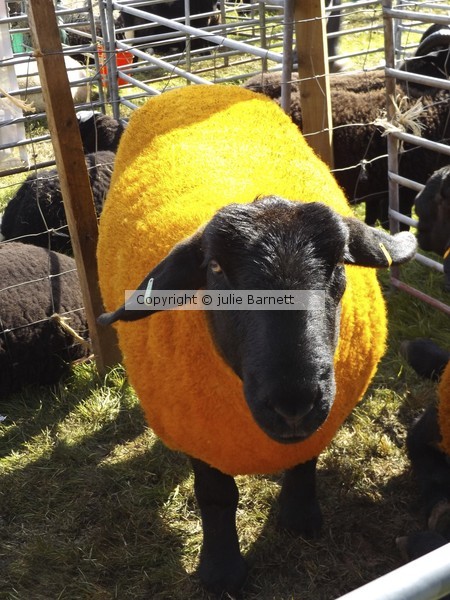 A Sheep Dyed Yellow!