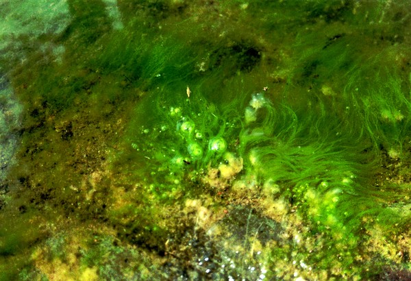 river weeds