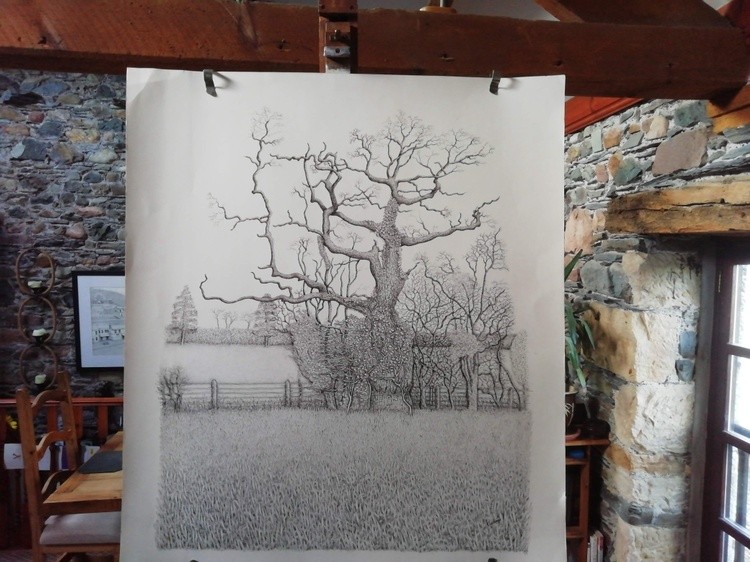 The Fletchertown Oak