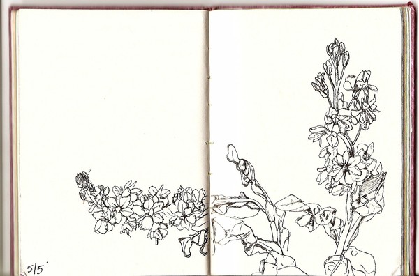 sketch