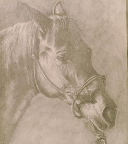 horse portrait