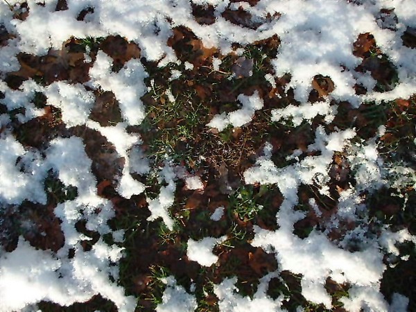 First Fallen Snow