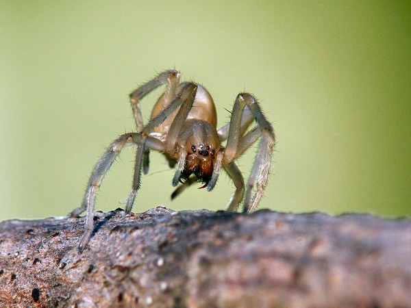 itty bitty spider