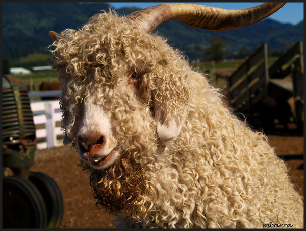 Ram-BO