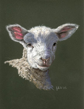 Lamb