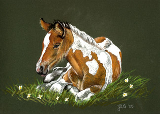 Paint Foal
