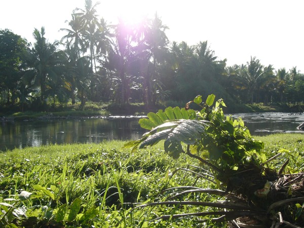 Early Morning, Tropical River