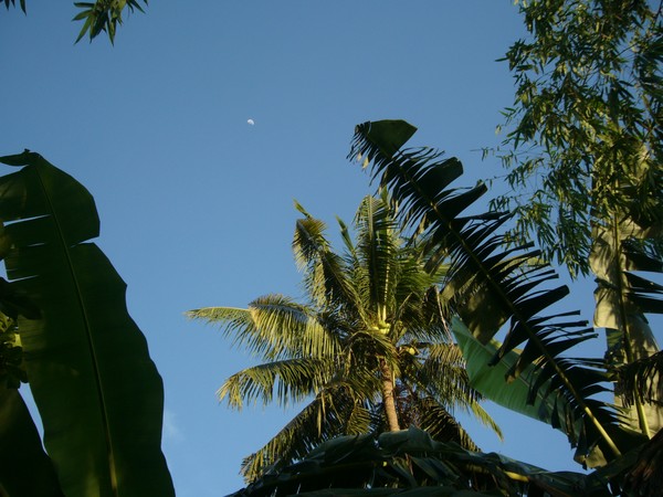 Palm Trees, Blue Sky and the Moon