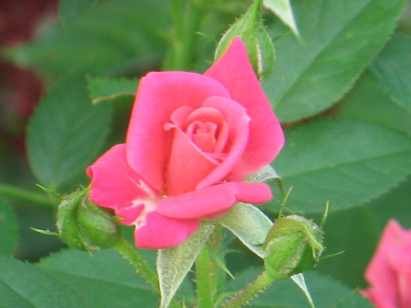 Pink Rose